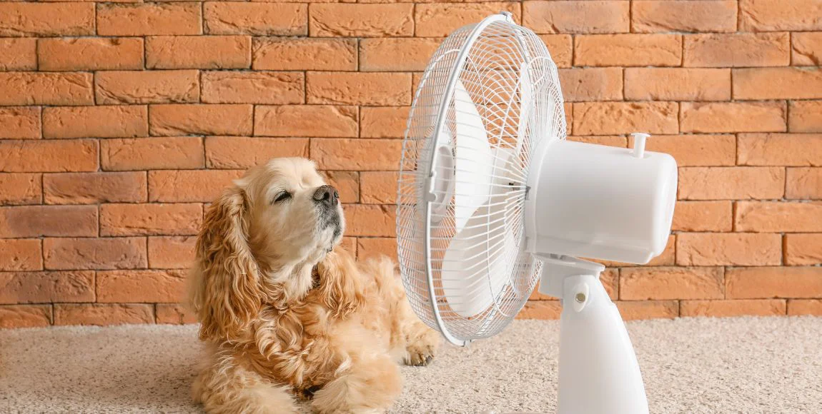 Come-scegliere-i-ventilatori-per-la-casa-guida